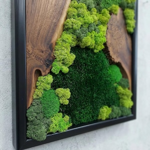 May include: Square framed wall art featuring a natural moss and wood design. The artwork showcases a variety of green moss textures and shades, contrasted by dark brown wood elements. The frame is black, creating a modern, natural aesthetic.