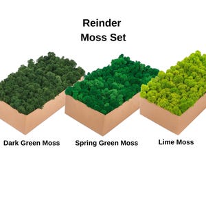 May include: Three rectangular boxes filled with reindeer moss in varying shades of green: dark green, spring green, and lime green. The boxes are made of cardboard and are labeled with the text "Reinder Moss Set".