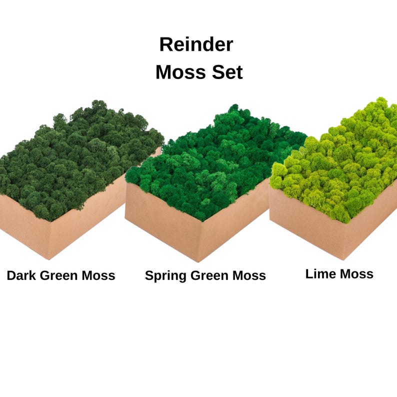May include: Three rectangular boxes filled with reindeer moss in varying shades of green: dark green, spring green, and lime green. The boxes are made of cardboard and are labeled with the text "Reinder Moss Set".