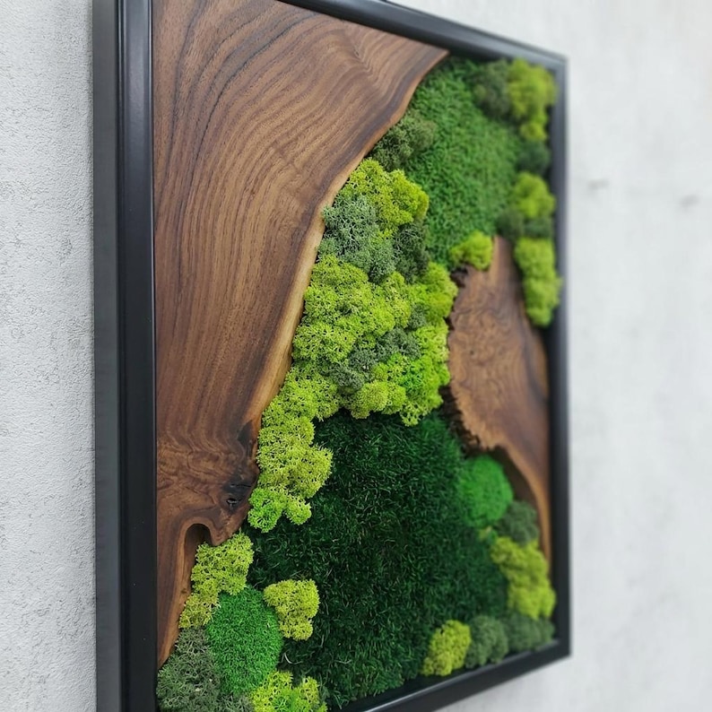 May include: A framed wall art piece featuring a natural wood element and a vibrant moss design. The wood has a rich, brown color and a unique grain pattern. The moss is a mix of green shades, creating a textured, natural aesthetic.