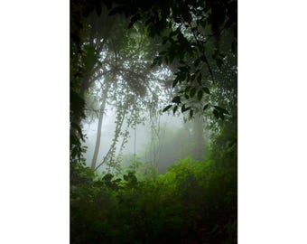 Póster fotográfico de la entrada a la jungla mística con un verde melancólico, arte mural tropical de Dark Academia
