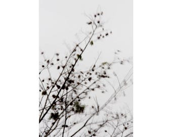 Póster vertical mate minimalista de ramas de árbol, fotografía de naturaleza abstracta zen