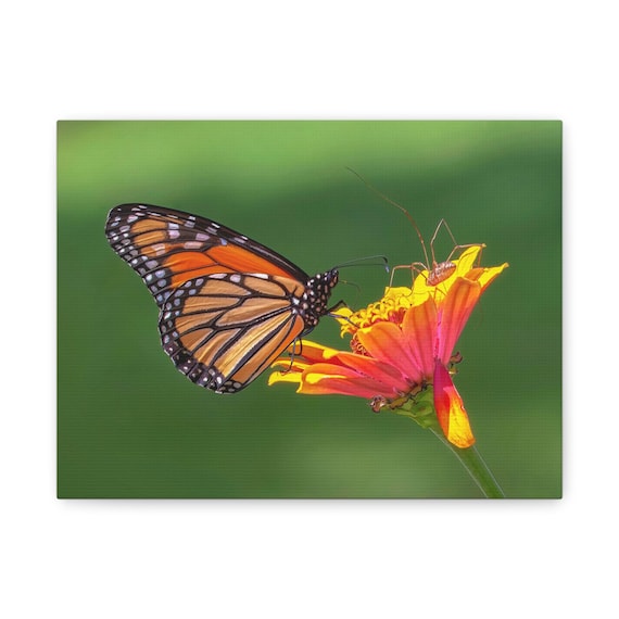 The Monarch and the Harvestman Matte Canvas Stretched 1.25"