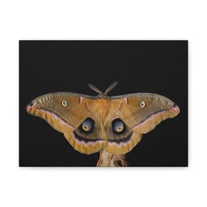 May include: A close-up of a moth with large, patterned wings in shades of brown, tan, and pink. The moth has prominent eye-like markings on its wings and is set against a black background. The moth is perched on a small branch.