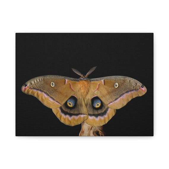 A Male Polyphemus Moth Realistic Canvas | Stretched Matte Canvas