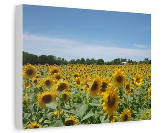 Sunflower Field and Barn Canvas stretched matte wall art | farmhouse decor