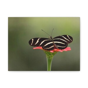 May include: A black and white striped butterfly rests on a pink flower with a green stem. The butterfly's wings are open, displaying the intricate pattern. The background is a soft, blurred green.
