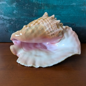 Op de afbeelding: Een grote karkonschelp met een lichtbruine buitenkant en een roze en witte binnenkant. De schelp heeft een textuur en een opvallende, stekelige top. De schelp wordt op een houten oppervlak getoond.