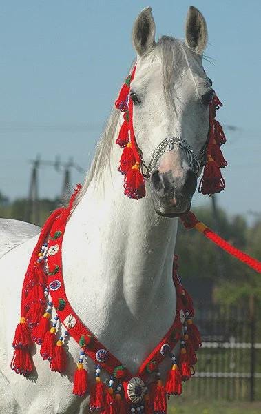 authentic-traditional-egyptian-arabian-handmade-wool-breast-collar