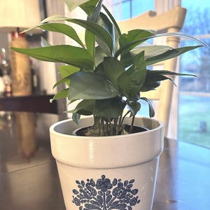 May include: A houseplant with lush green leaves in a cream ceramic pot. The pot has a blue floral pattern. The plant is on a dark surface, with a window and lamp visible in the background.