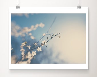 SALE apple blossom photograph, flower photograph, nature photography, white flower print, blue sky, discounted 11x14 art