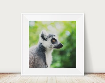 Ritratto di lemure dalla coda ad anelli: stampa fotografica di animali