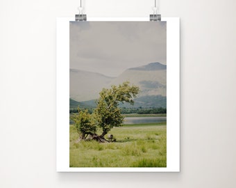 Highland sheep print, sheep photograph, Scotland photograph, Loch Awe photograph, Argyll and Bute wall art, animal photograph