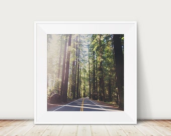 Giant Redwoods photograph, California photograph, woodland decor, travel photography, Giant Redwood print, Pacific Coast Highway print