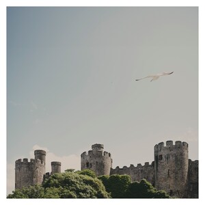 Conwy photograph, Welsh decor, Conwy Castle print, Roman City Walls art, Conwy travel print, sea gull photograph, bird in flight print image 2