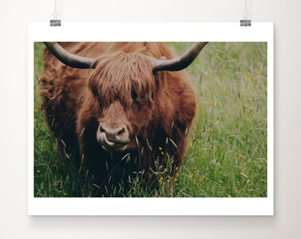 Highland Cow print, Scotland photograph, Scottish highlands print, animal photograph, Cow photograph, nursery decor, Highland Cow art