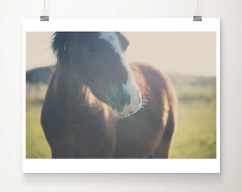 brown horse print, animal photography, anglesey photograph, wild horse print, pony photograph, horse decor