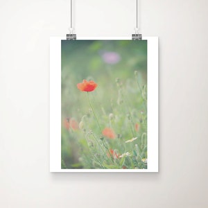 red poppy photograph, red flower print, english garden photograph, nature photography, red poppy print, wild flowers print, English decor