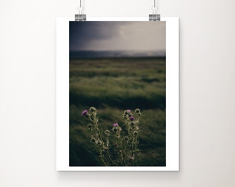 Parkgate photograph, Wirral photograph, Wirral Peninsula print, Cheshire photograph, salt marsh print, Thistle photograph, botanical