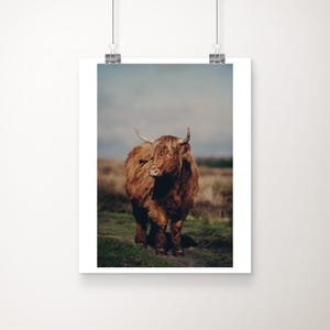 Puede incluir: Una vaca Highland marrón con pelo largo y peludo se encuentra en un campo de hierba verde. La vaca tiene cuernos grandes y curvos y está mirando hacia un lado.