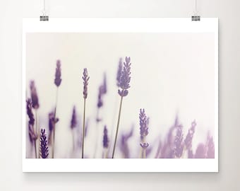 lavender photograph, purple flower print, nature photography, botanical art, large wall art, purple decor