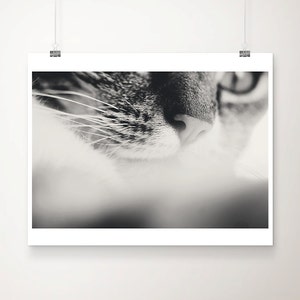 SALE cat photograph, animal photography, black and white cats whiskers print, portrait photograph