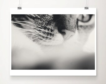 SALE cat photograph, animal photography, black and white cats whiskers print, portrait photograph