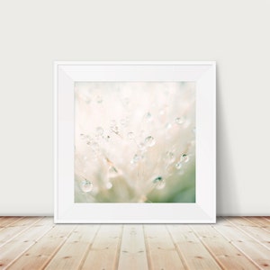 Dandelion Dew Drop Photograph: Abstract Nature Art Print