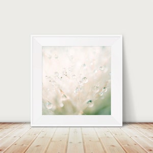 dandelion photograph, rain print, nature photography, abstract art, macro print, surreal print image 1