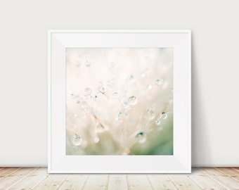 dandelion photograph, rain print, nature photography, abstract art, macro print, surreal print