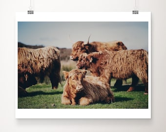 Baby Highland Cow photograph, Baslow Edge print, Peak District photograph, Derbyshire Dales travel print, Highland Cow calf print