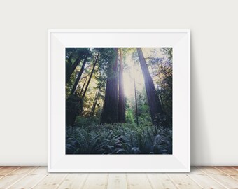 Giant Redwoods tree photograph, fern leaf print, California photograph, woodland decor, nature photography, Redwood National Park print