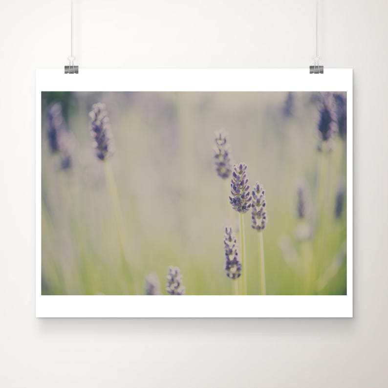 Lavendelfeld Fotografie, lila Blumen Druck, Wildblumen Kunst, lila Wohnkultur Bild 1