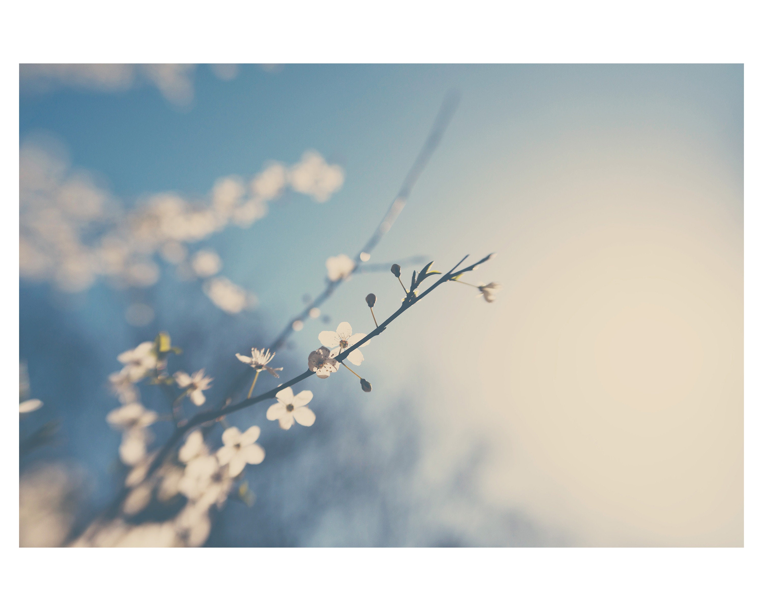 SALE Apple Blossom Photograph, Flower Photograph, Nature Photography