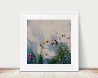 wild flower photograph, nature photography, botanical print, Cosmos photograph, pink flower print, midwest decor, Illinois photograph