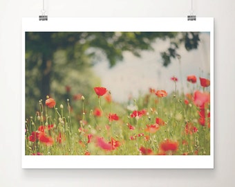 Red Poppy Field Photograph, Botanical Wall Art, Remembrance Decor