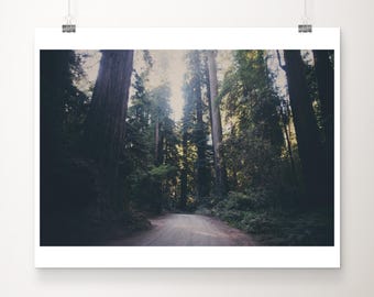 May include: A framed print of a forest scene. The image features a dirt road winding through a grove of tall redwood trees. The trees are dark green and brown, with sunlight filtering through the canopy. The overall tone is moody and natural.