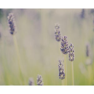 Lavendelfeld Fotografie, lila Blumen Druck, Wildblumen Kunst, lila Wohnkultur Bild 2