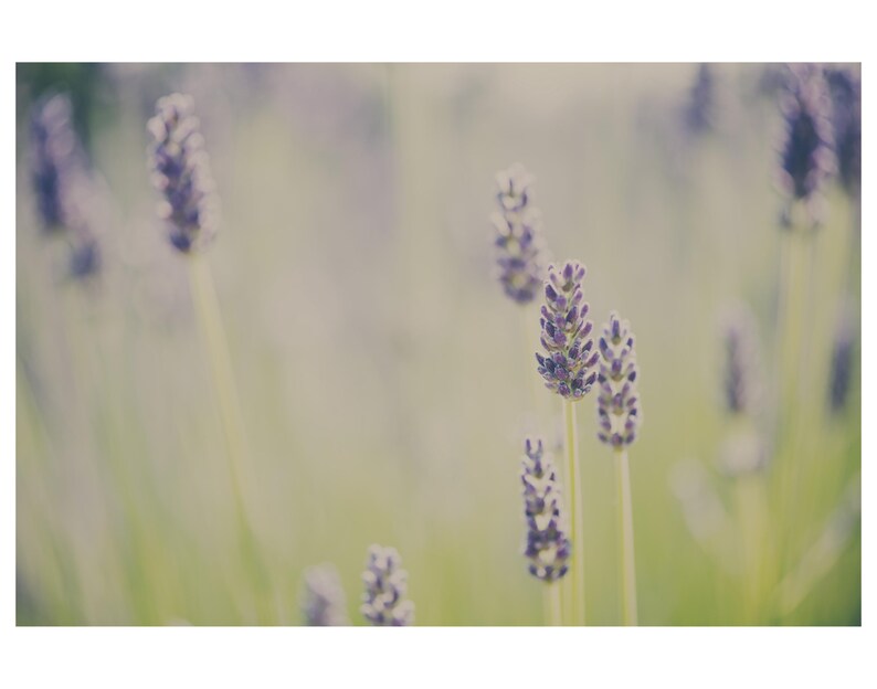 Lavendelfeld Fotografie, lila Blumen Druck, Wildblumen Kunst, lila Wohnkultur Bild 2