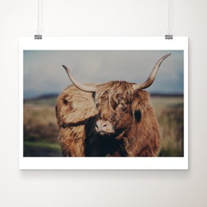 Puede incluir: Una impresión enmarcada con una vaca de las Highlands. La vaca tiene un pelaje largo y lanudo de color marrón rojizo y cuernos grandes y curvados. El fondo muestra un campo y un cielo nublado. La impresión se muestra en una pared blanca.