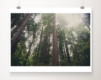 Giant Redwoods tree photograph, Muir Woods print, California photograph, woodland decor, nature photography, Giant Redwood print