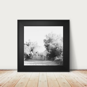Camargue horse photograph, black and white horse print, wild horses print, equestrian art, animal print, Provence photograph, Camargue print