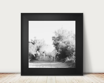 horse photography, black and white horse art, wild ponies, Camargue horse, equestrian art, animal print