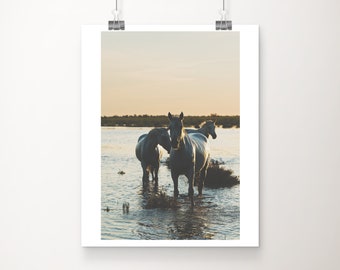 horse photography, Camargue Horses at sunset, Camargue print, equestrian art, wild horse print, horse portrait