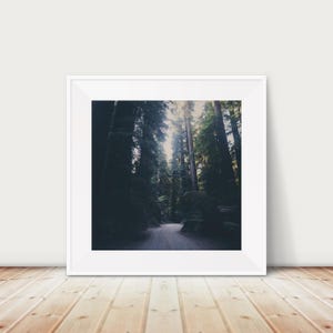 Giant Redwoods tree photograph, California photograph, woodland decor, NorCal photograph, Redwood National Park print, Redwood photograph