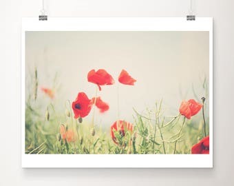 red poppy photograph, red flower print, botanical wall art, nature photography, english garden print