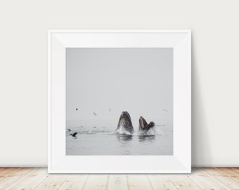 Humpback Whale photograph, Pacific Ocean print, animal photography, Whale print, Monterey photograph, west coast decor, California print