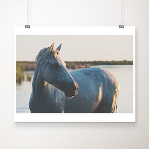 horse photograph, Camargue Horse print, wild horses print, Camargue print, horse portrait, Provence photograph, South of France print
