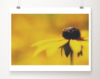 Fotografía de Susan de ojos negros: Primer plano de una flor amarilla, impresión botánica