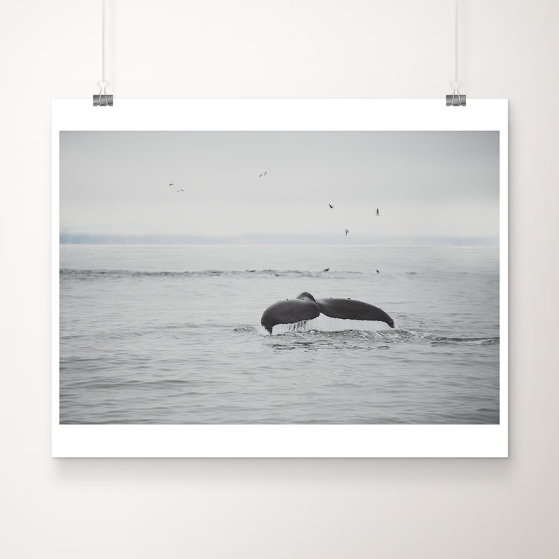 Humpback Whale photograph, Pacific Ocean print, animal photography, Whale print, Monterey photograph, west coast decor, California print image 1